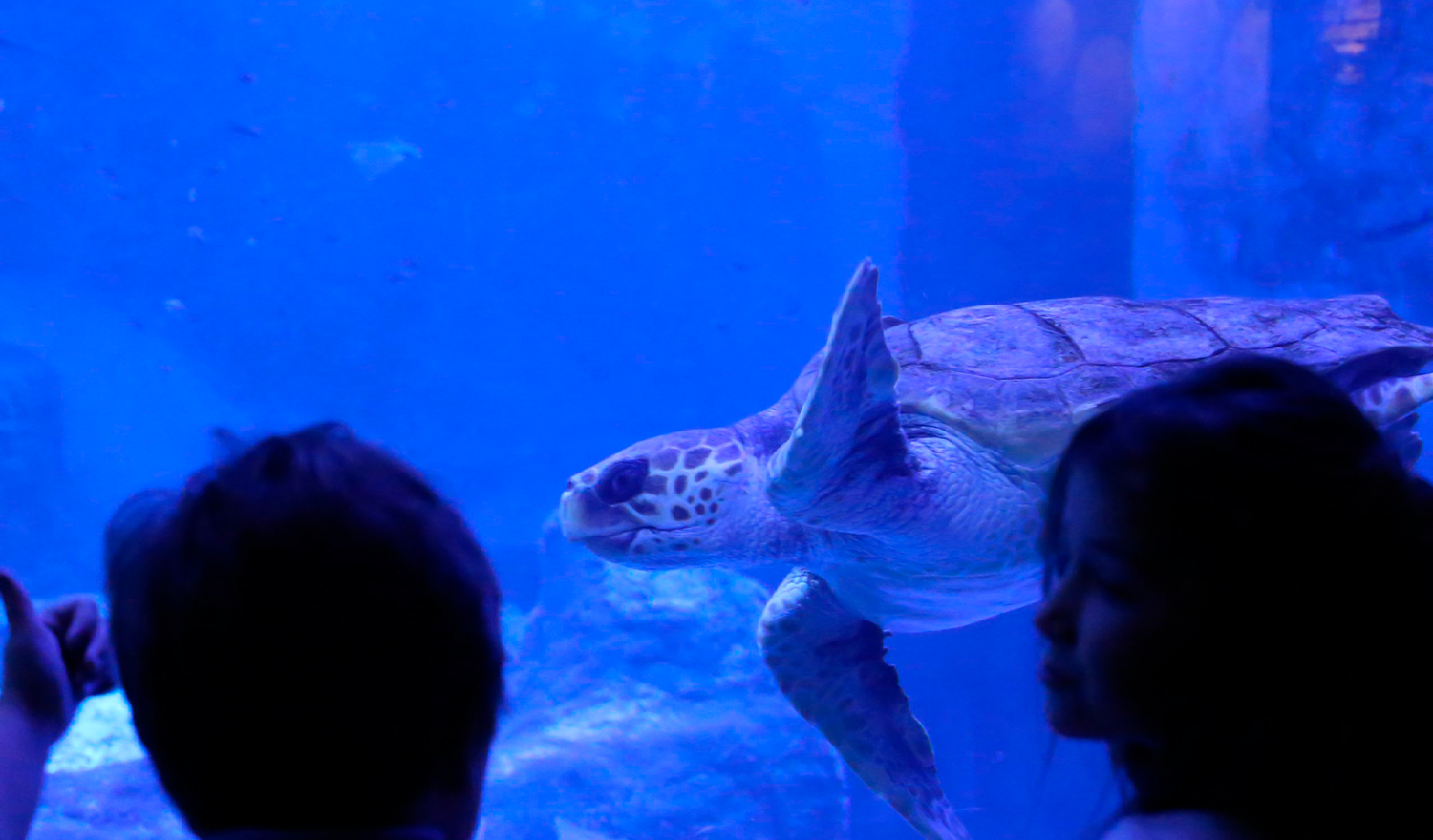 ACUARIO DE SEVILLA